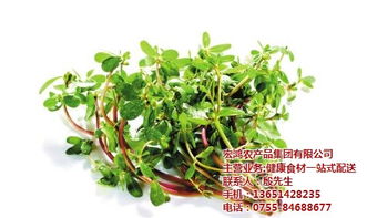 宏鸿农产品集团 领跑生鲜蔬菜配送的绿色先锋