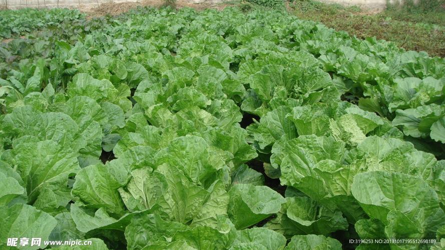 蔬菜地图片